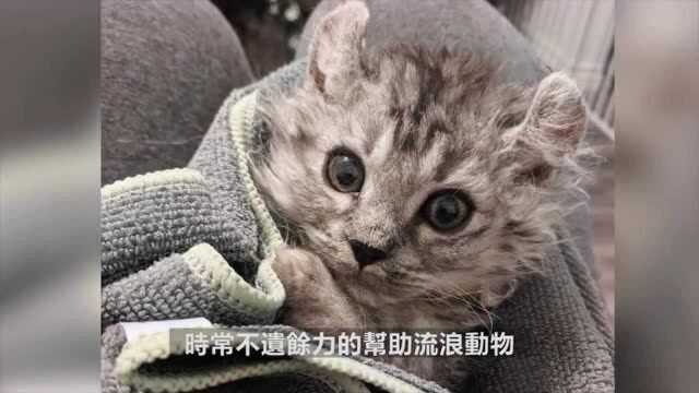 网友救援无尾流浪猫!七天后发现猫妹也没有家果断也接回家:兄妹终于团圆了