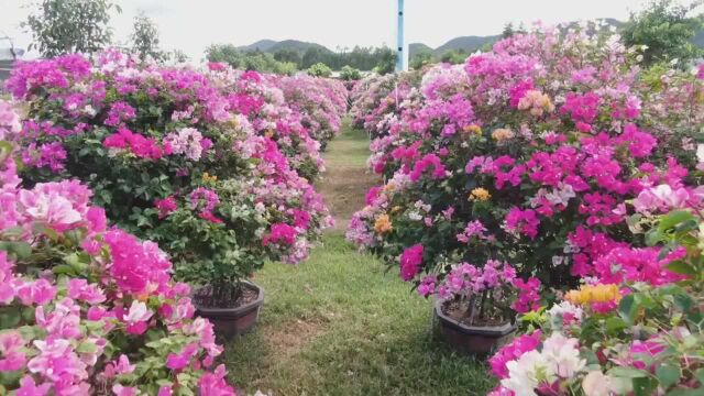 (电视通稿ⷥ›𝥆…ⷧ𛏦𕎩从“百年矿都”到山海黎乡 海南昌江实现绿色转型