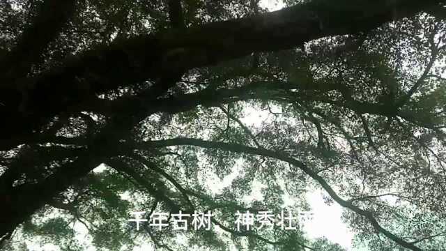 驱车千里记第1站:山路18湾,风景美如画,千年古树,神秀壮丽!