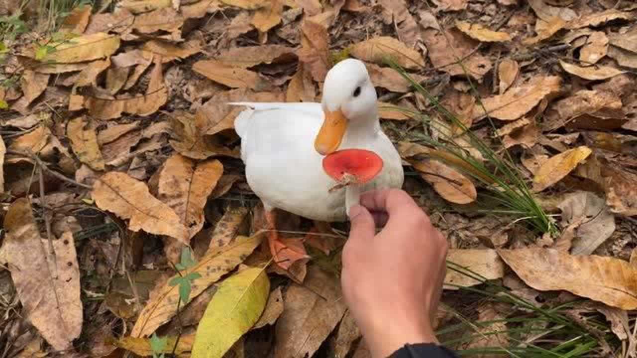 小伙带着上万元的柯尔鸭去山上溜达没想到这鸭子直接飞走了