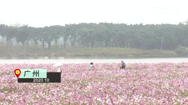 广州海珠湿地景观品质升级年底完工