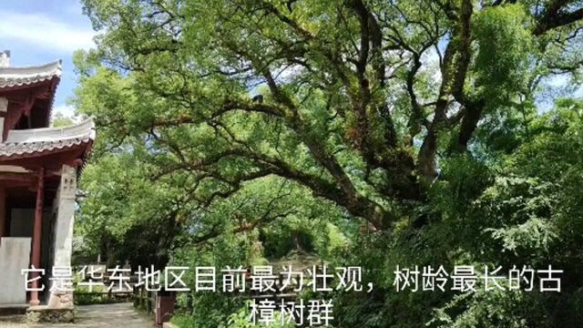 邂逅丽水古堰画乡,遇见华东地区规模最大、树龄最长的古香樟群