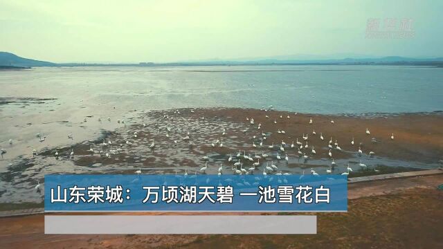 世界那么大丨山东荣城:万顷湖天碧 一池雪花白