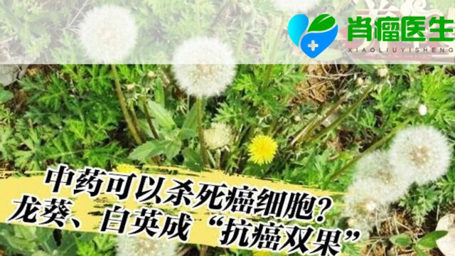 中药可以杀死癌细胞?龙葵、白英成“抗癌双果”