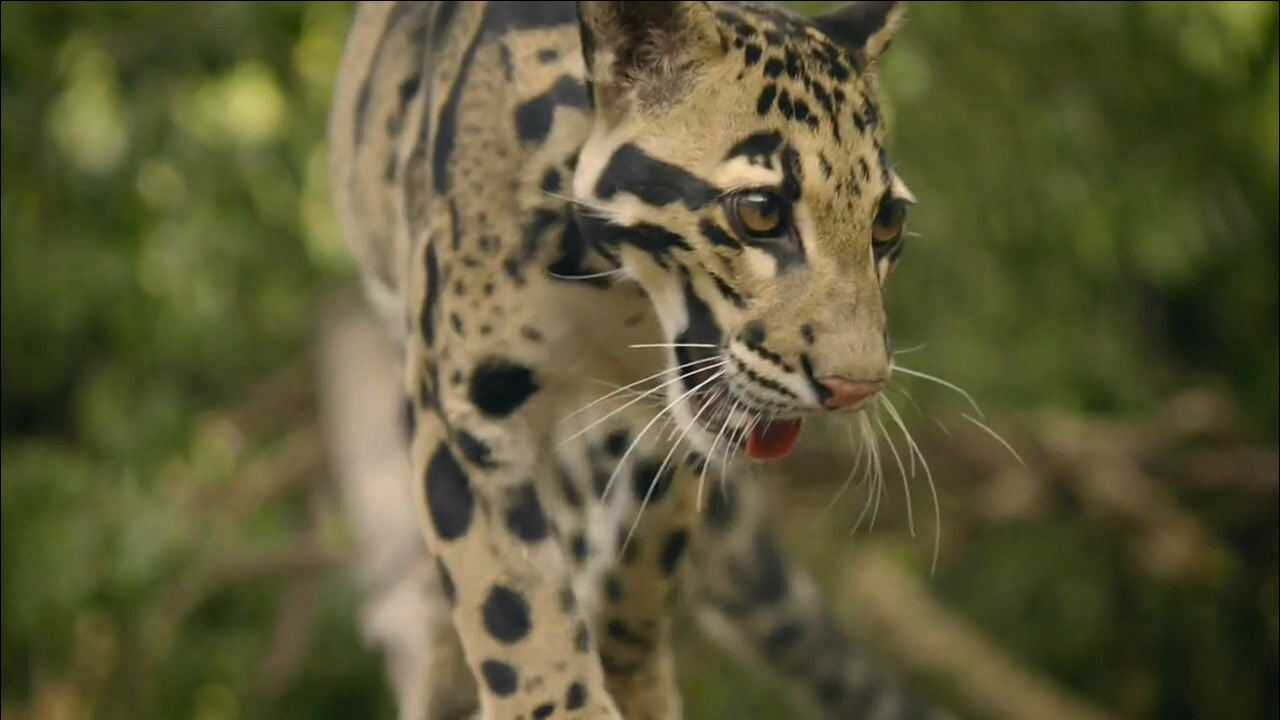 云豹是最古老的猫科动物!它的身上写着猫科家族的成功蓝图!