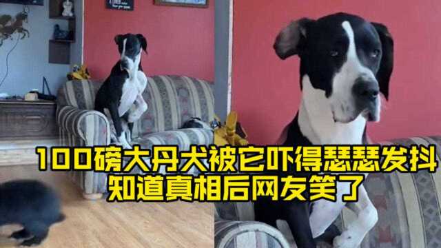 100磅大丹犬被小兔子吓得瑟瑟发抖,惊恐表情走红网络