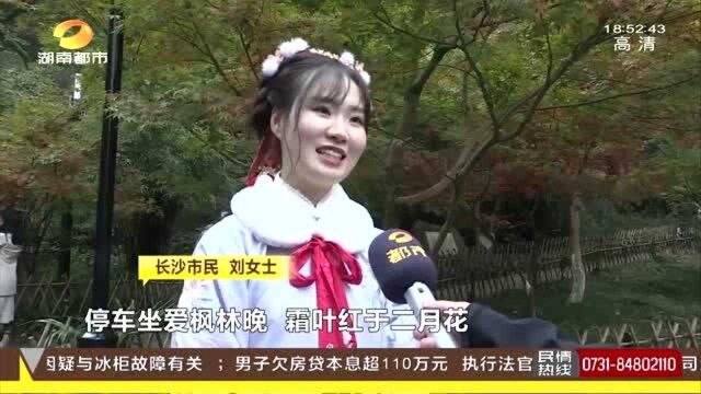 小雪时节赏岳麓“枫景”!大学生身着汉服 红枫下打卡拍照!