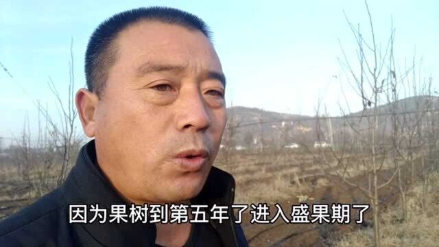 农民张哥搞果树认养活动,茅草屋篱笆园,你喜欢这种田园生活吗?