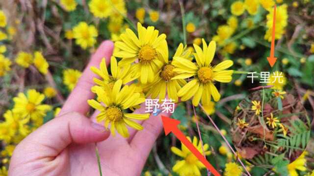 野菊千里光还傻傻分不清吗?只需认清这4点,路边的野花照样采!