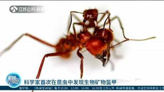 成长的盔甲!美国科学家首次在昆虫中发现生物矿物盔甲