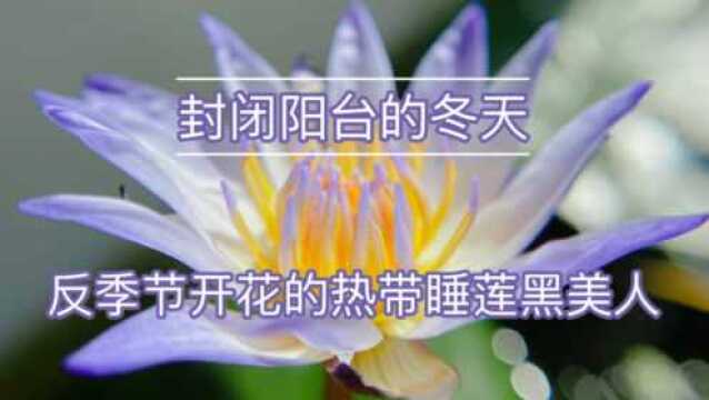 封闭阳台的冬天——反季节开花的热带睡莲黑美人