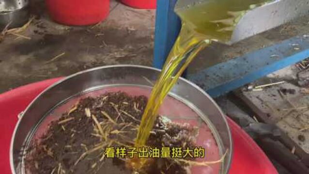 实拍:广东河源茶籽榨油全过程,看下客家人是怎么加工茶油的