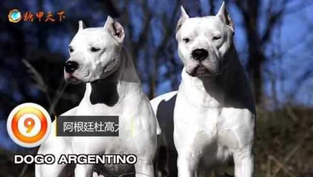 斗狗:国外10大致命烈性犬排名,比特 杜高犬 牧羊犬!