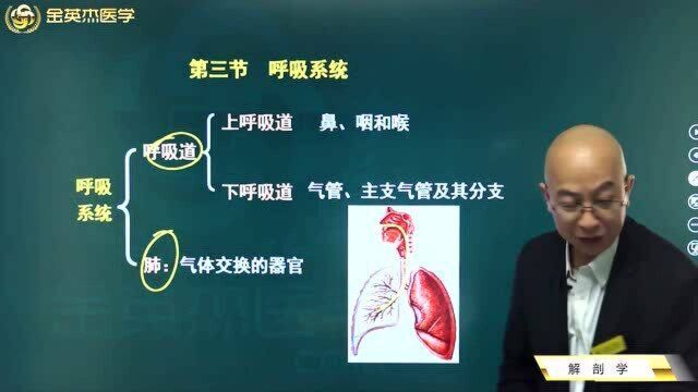 临床解剖学:呼吸系统的组成,如何区分上、下呼吸道?肺起到的作用.