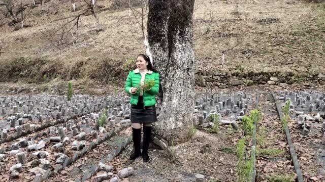 柞水菌袋种植木耳,一年四季都是生长期,美女种两亩年收入六七万