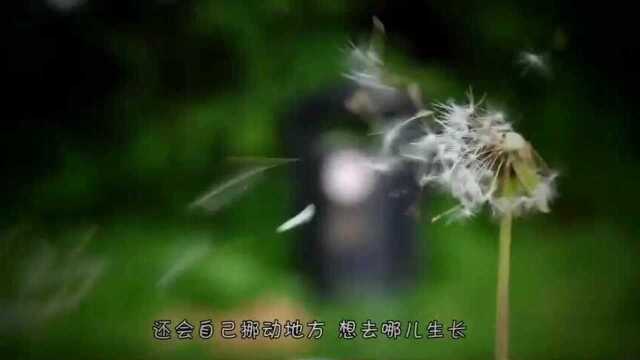 被美国定义为有害植物,入侵美国公路,到了中国却差点灭绝