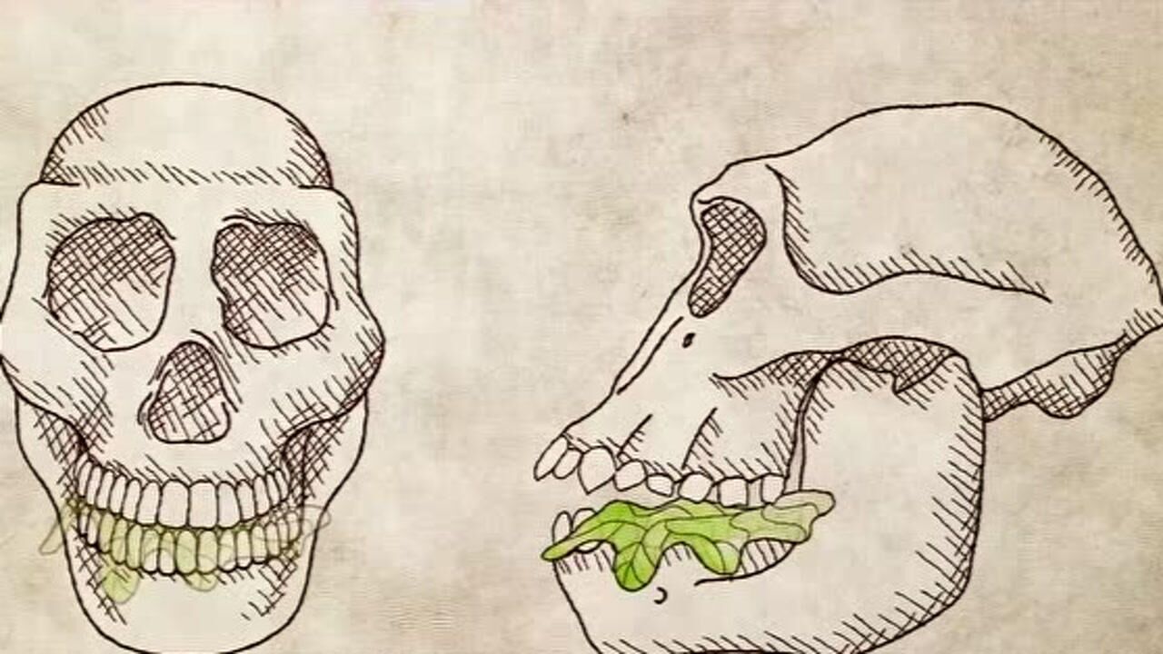 9000万年前的类猿人为何选择下地生存?究竟是食物稀缺还是另有原因?