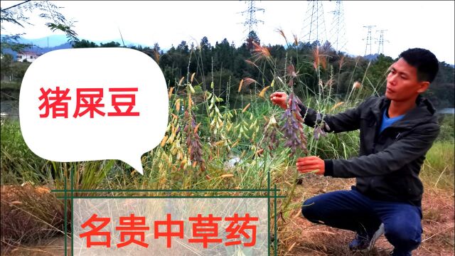 非常罕见的中草药“猪屎豆”,居然在河边意外被发现,认识一下吧