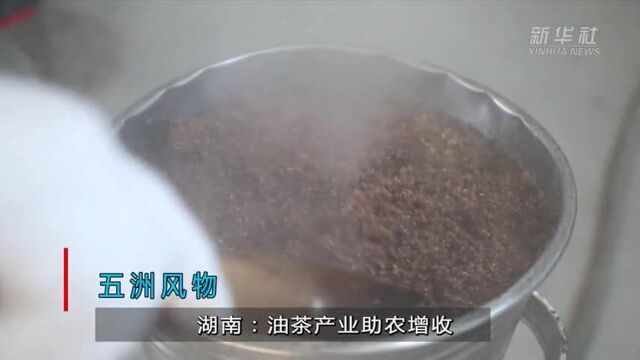 五洲风物|湖南:油茶产业助农增收