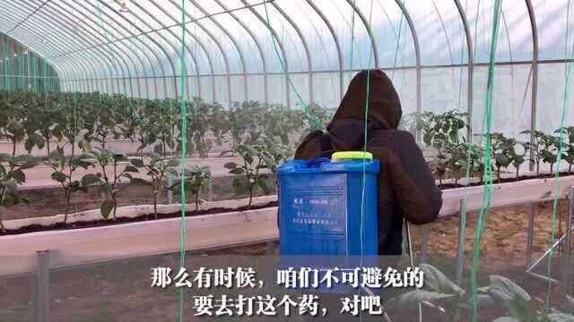 种蔬菜,出现药害、肥害怎么办?教你2个小配方,轻松就解决