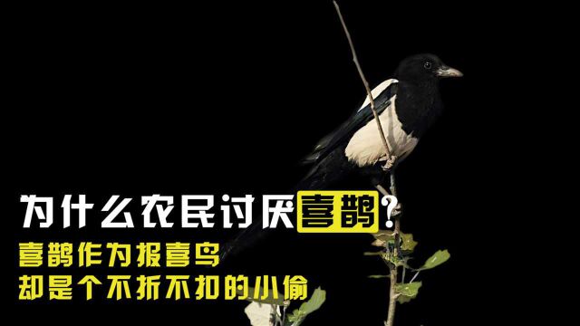 被誉为报喜鸟的喜鹊,为什么却不受农民待见呢?看完你就知道了