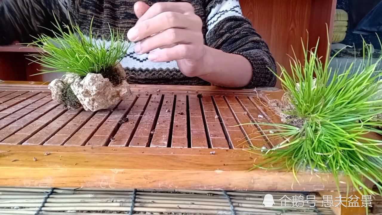 愚夫盆景聊聊菖蒲有哪些品种怎么养护
