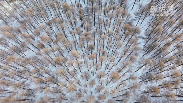 【飞“阅”中国】冬日林海