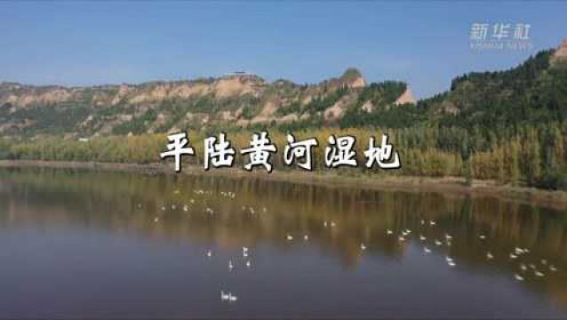 “云游”30秒——平陆黄河湿地