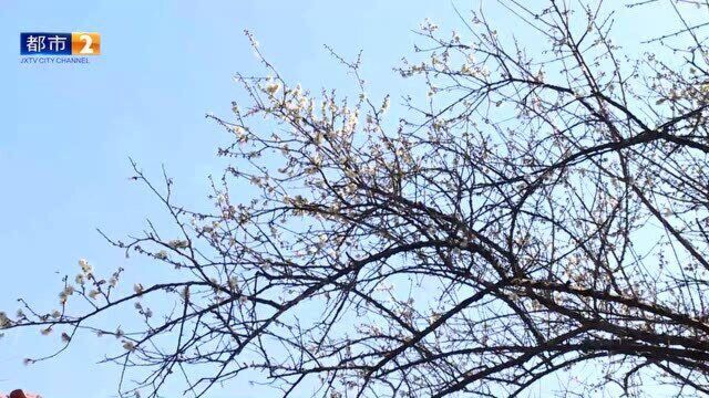 江西赣州梅关风景区,梅花盛开,吸引游客观赏游玩!