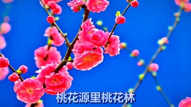 一首情歌《桃花鱼》好听极了