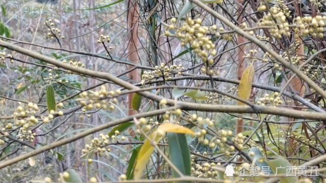 这棵野生树,挂果很特别,不知道名字叫什么,你知道吗?