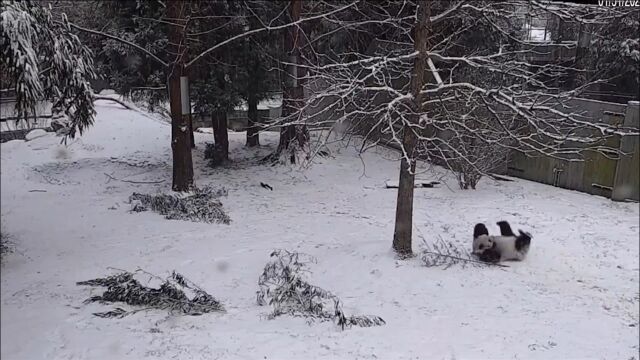 中国大熊猫治愈无数外国网友 雪地打滚视频走红 憨态可掬萌化了