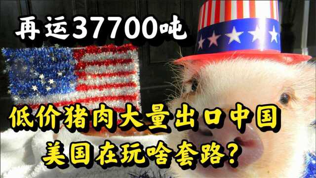 对华大量出口猪肉,价格还远低于市面,美国背后是在图啥?