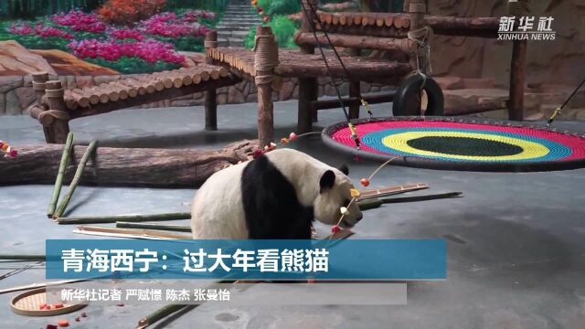 青海西宁:过大年看熊猫