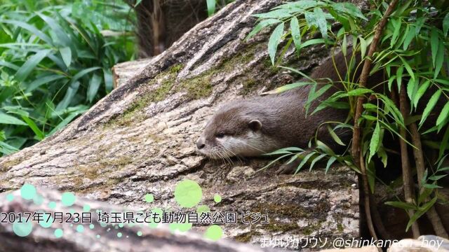 水獭虽有豪宅,但孤单寂寞,一个人在豪华泳池里发呆,看的人心酸