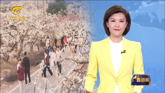 贺州八步区:李子花开 乡村振兴新希望