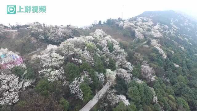 赏花+乡村旅游让这个藏在深山的乡村越来越兴旺