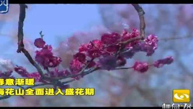 春意渐暖 南京梅花山全面进入盛花期 美景如画