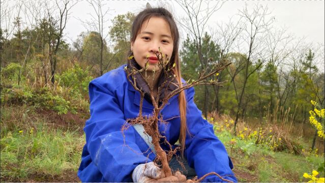 在农村当草一样扔掉的六月雪,婷丫头挖来做盆景,可美了