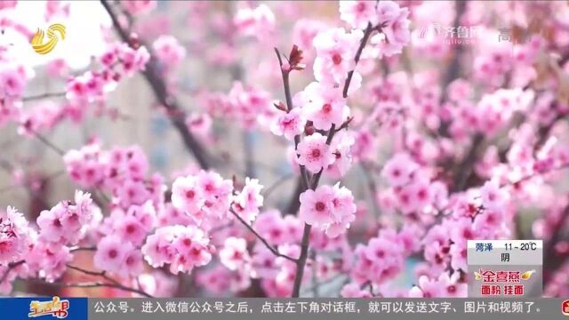 尽享“梅”好春光,美人梅扮靓“花漾大道”!千棵美人梅竞相开放