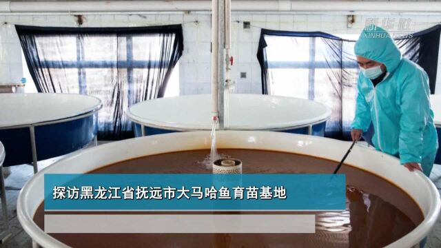 探访黑龙江省抚远市大马哈鱼育苗基地