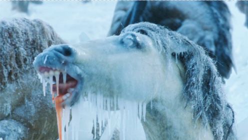 狼崽被残忍摔死，狼王愤怒率领狼族复仇，将人类的马冻成冰雕！