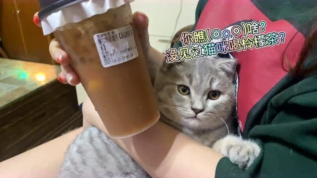 你见过,猫咪喝柠檬茶吗?