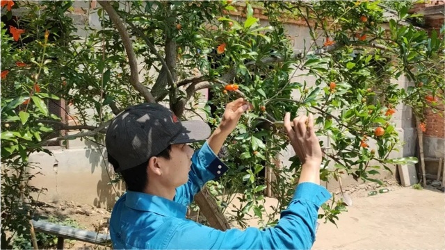 石榴树极限修剪方法,保留三级枝条挂果枝,去弱留强增产增收