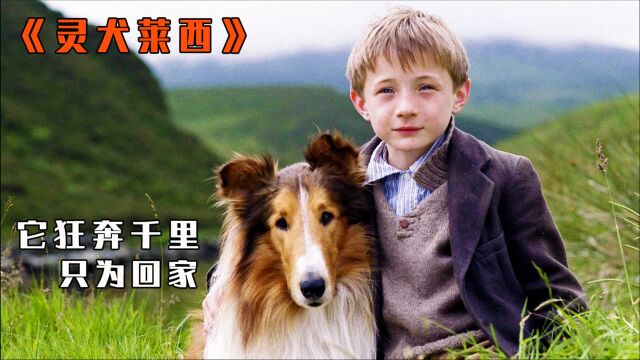 一条狗狂奔千里,只为回家在看一眼主人《灵犬莱西》