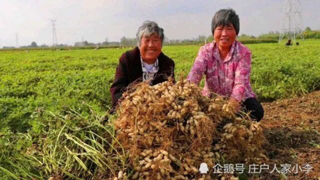 种花生施肥越多越高产?错了,送你花生高产全程施肥方案,收藏