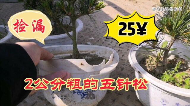 五一假期花市上捡漏!2公分粗的五针松,只要25元一盆!快来看看