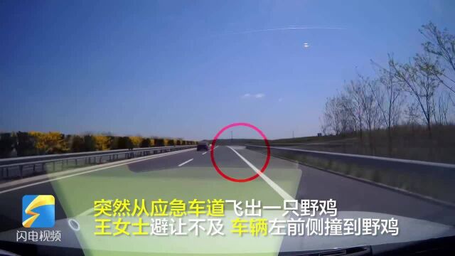 高速公路突然窜出一只野鸡车辆避让不及撞了上去