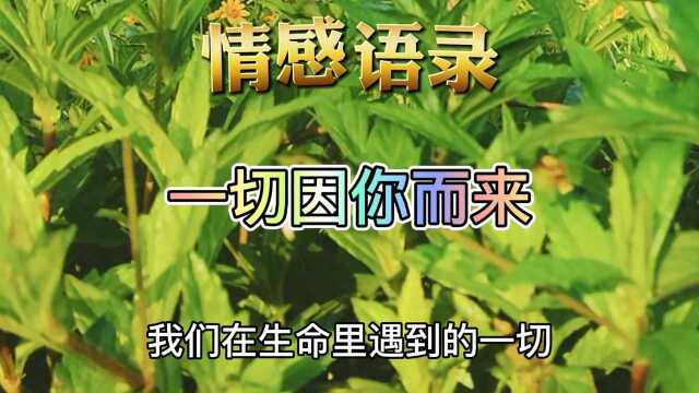 我们在生命里遇到的一切,都是因你而来.情感语录人生感悟