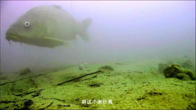 看了这个视频,就知道钓鲤鱼有多难了,水下高清